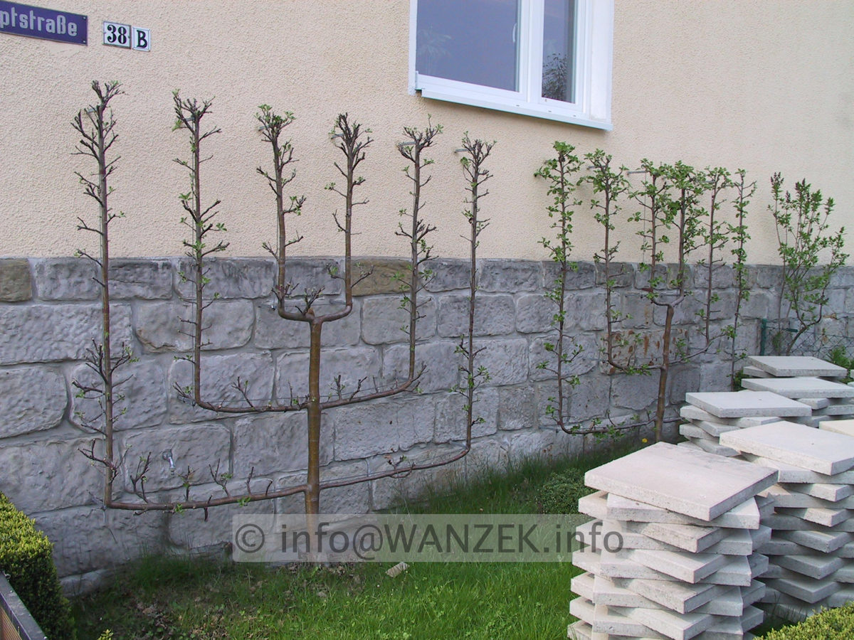 Apfelspalier U-Form 01.JPG